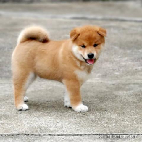 SUPERBES CHIOTS SHIBA-INU, L.O.F.