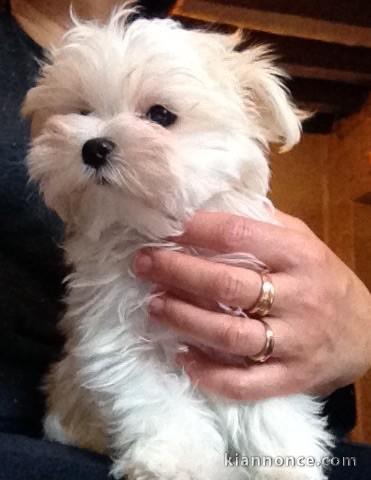 Don Adorable Chiot Bichon maltais