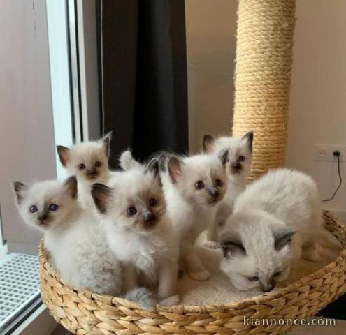 chatons de pure race sacré de Birmanie trè câlin et sociable à do