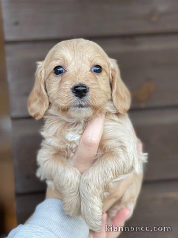 magnifiques chiots cockapoos F1 de toutes couleurs différentes di