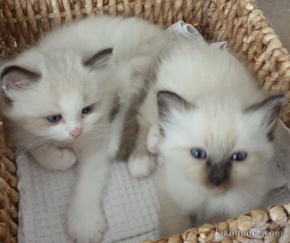 Chaton Ragdoll a donner femelle