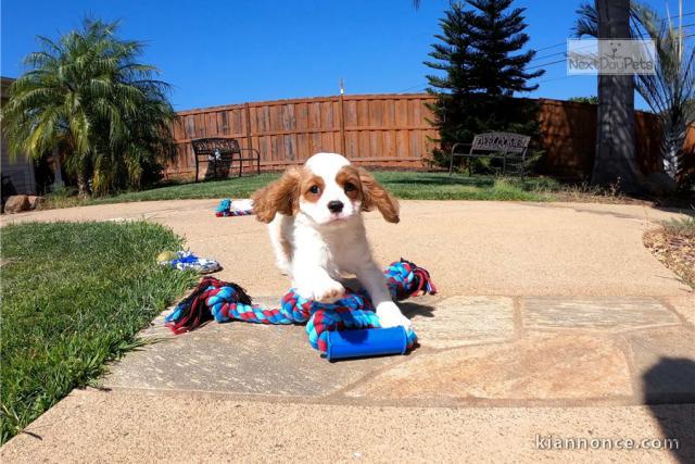 CAVALIER KING POUR FAMILLE