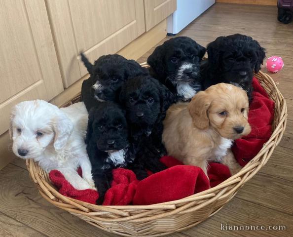 Magnifiques chiots Cockapoo a donner contre bon soin