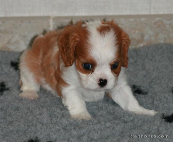 Adorable Chiot femelle Cavalier King Charles