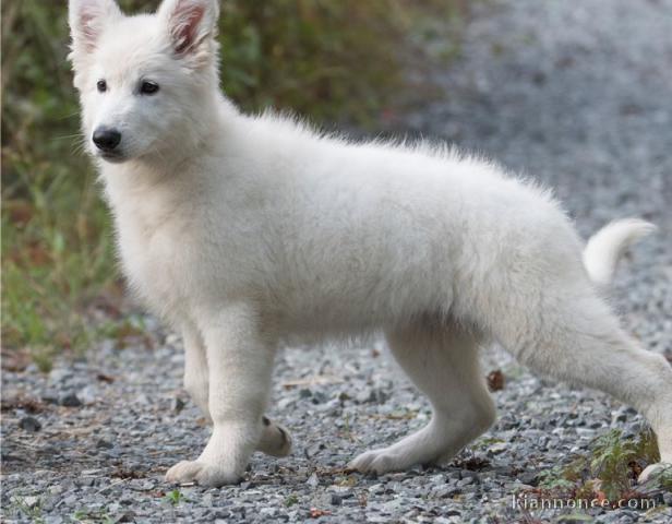 Adorablle berger suisse loof