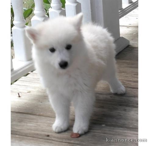 magnifique chiot TYPE SPITZ FEMELLE