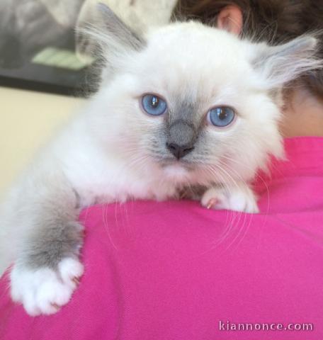 Chaton sacré Birmanie couple