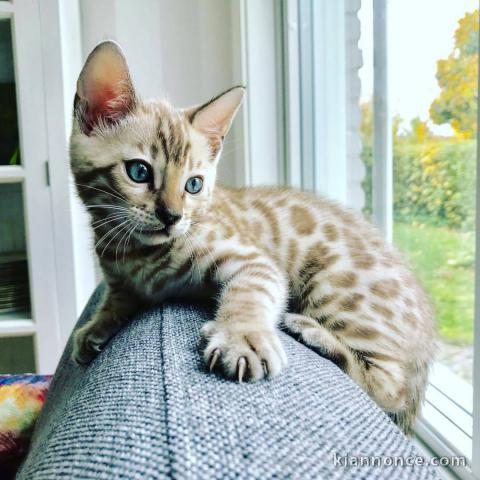 donner chaton Bengal loof