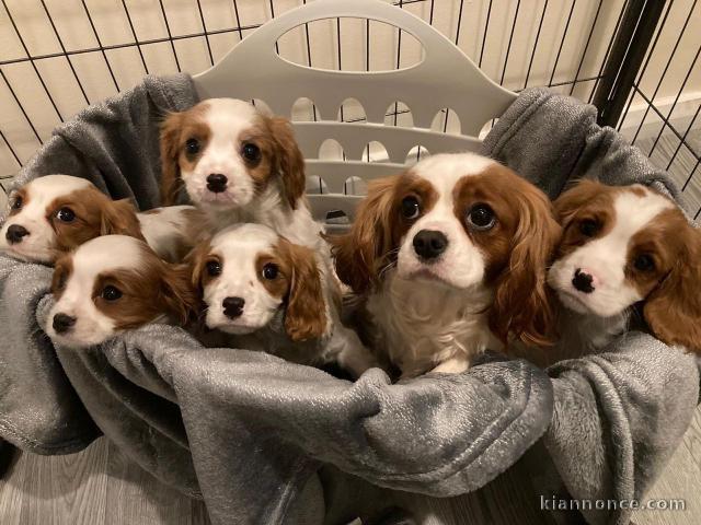 Cavalier King Charles