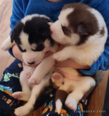 magnifiques Chiots Husky de Sibérie LOF