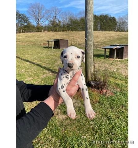 magnifique chiot dalmatien Marron.