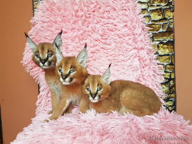 chatons caracal disponibles 