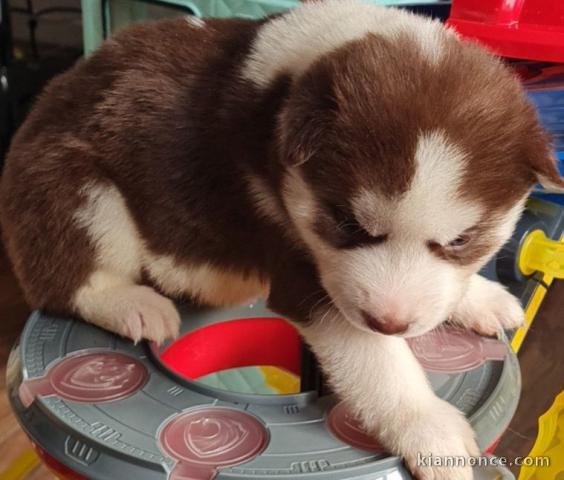 magnifiques Chiots Husky de Sibérie LOF