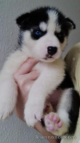 magnifiques Chiots Husky de Sibérie LOF