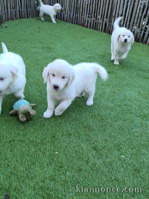 Chiots Golden Retriever