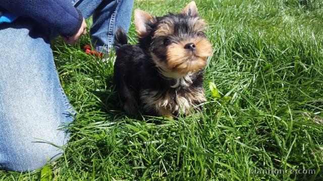  A DONNER Chiot femelle Yorkshire