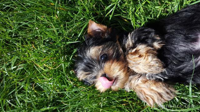  A DONNER Chiot femelle Yorkshire