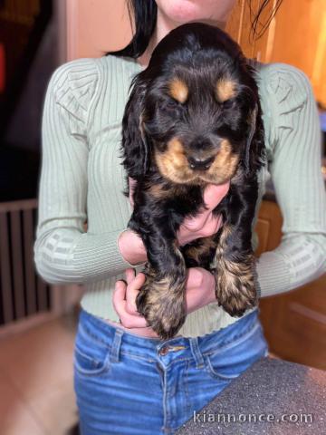 manifique chiots Cocker Spaniel disponible de suite