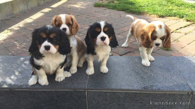 manifique chiots cavalier king charles disponible de suite