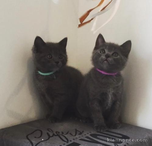 Chatons chartreux en adoption