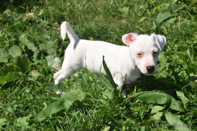  A donner chiot Femelle Chiot Jack Russell Terrier