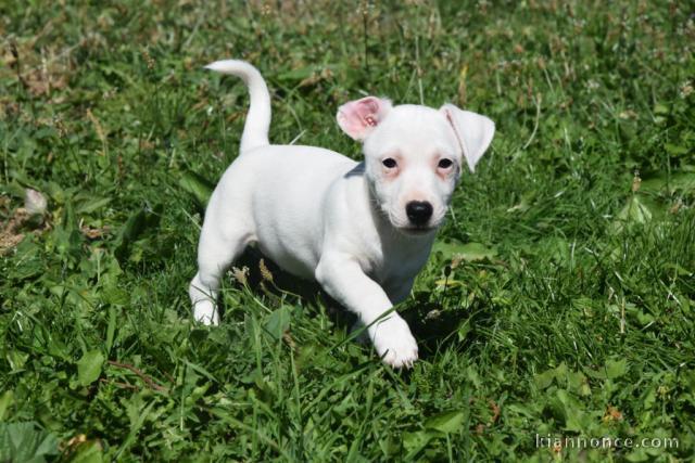  A donner chiot Femelle de race  Jack Russell Terrier