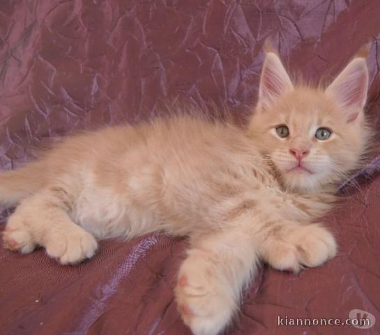 Adorable chatons Maine coon