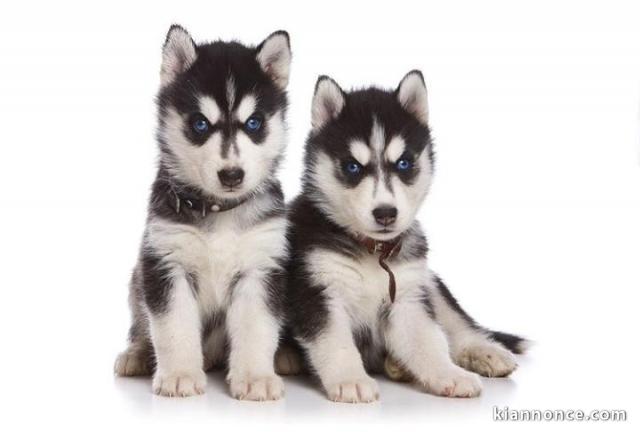 magnifique chiots husky siberien a adopter