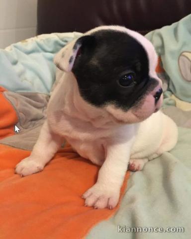 Chiot Bouledogue français