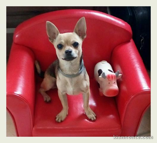 cherche chiot  femelle chihuahua poil court 