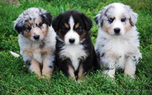 superbes chiots australien