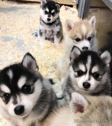 Magnifique choit pomsky