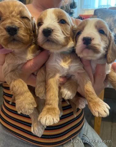 Magnifique chiots F1 Cockapoo pour adoption