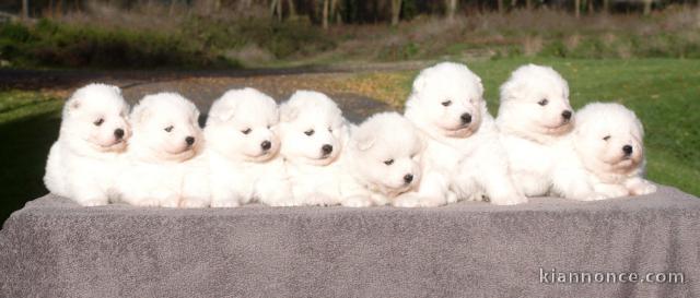 Magnifiques Chiots Samoyède Pure Race