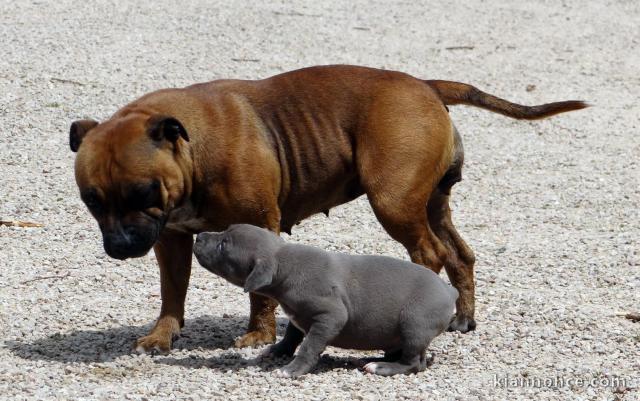 Magnifiques Chiots American Stafforshdire Pure Race