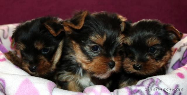  Superbes Chiots Yorkshire Terrier Pure Race