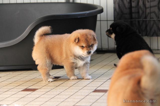 Sublimes Chiots Shiba Inu Pure Race