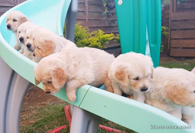 Magnifiques Chiots Golden Retriever Pure Race