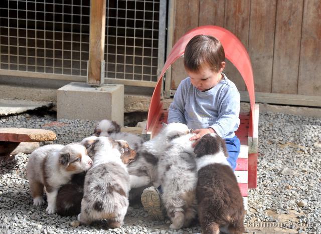 Magnifiques Chiots Berger Australien Pure Race