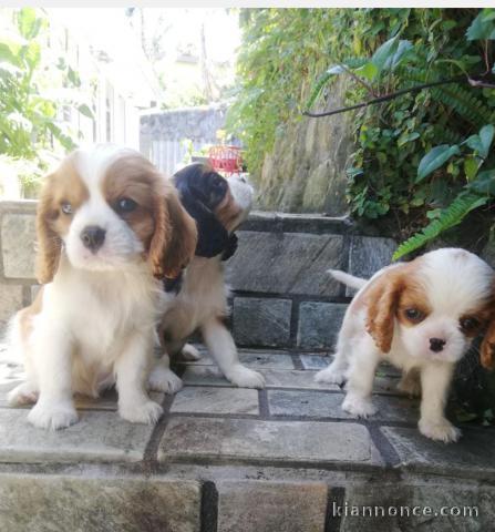 disponible de suite 2 cavalier king charles