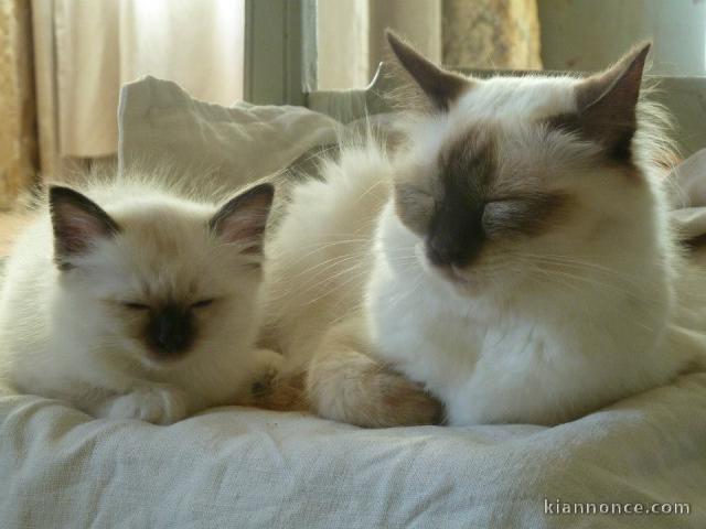 Magnifiques Chatons Sacré de Birmanie Pure Race 