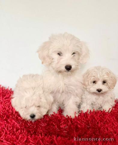 MAGNIFIQUES CHIOTS BICHONS FRISÉS