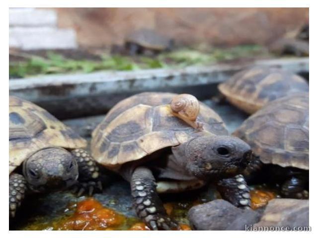 Superbes Tortues terrestres Hermann Testudo Hermanni Hermanni