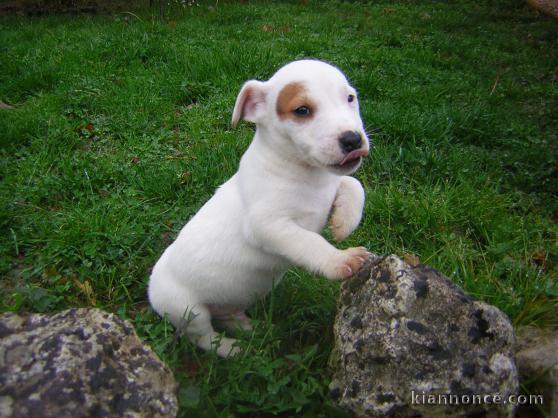 chiot  Jack Russel femelle 1