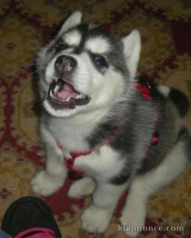 A donner husky siberian femelle  age 3 mois