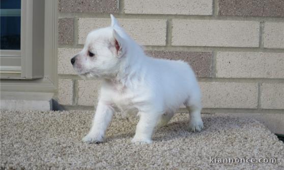 A donner chiots westies femelles 