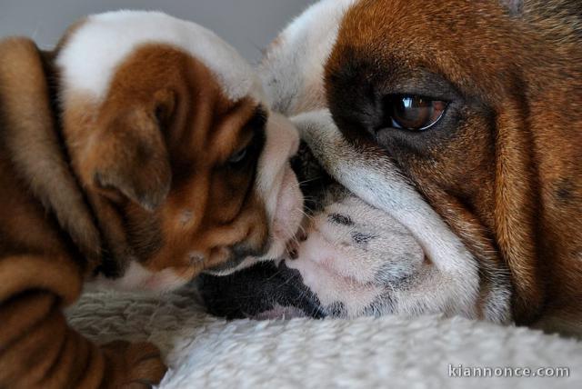 Magnifiques Chiots Bulldog Anglais Pure Race