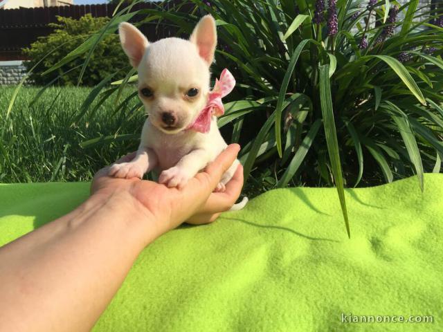 Adorable chiot chihuahua miniature  femelle 