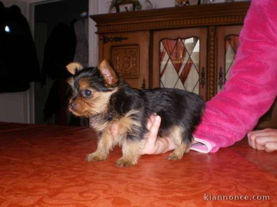 Un chiot type yorkshire femelle