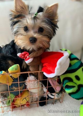 A DONNER CHIOTS YORKSHIRE TERRIER NAINS